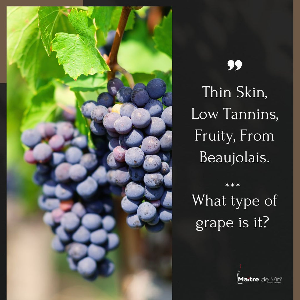 Introducing the Delightful Gamay Grape