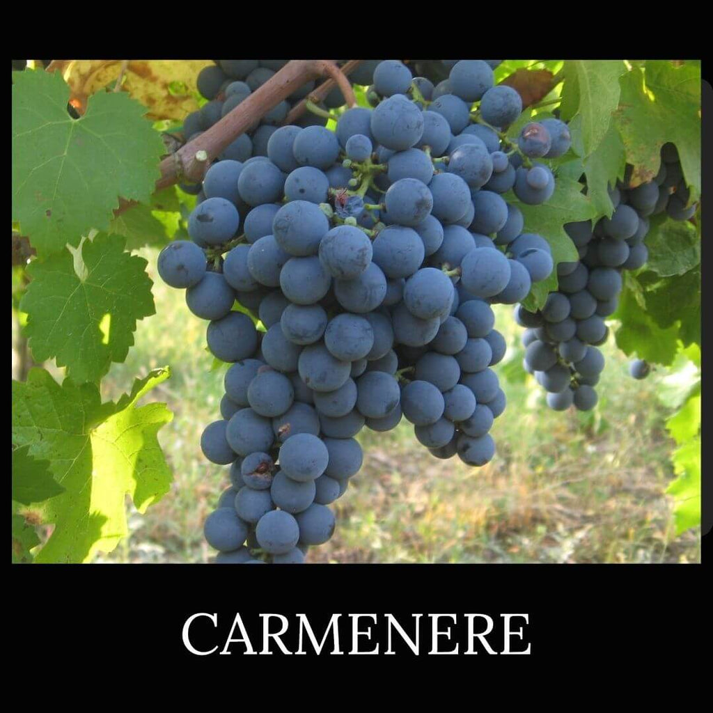 Carmenere 葡萄
