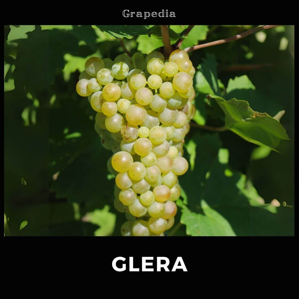 Grape: Glera