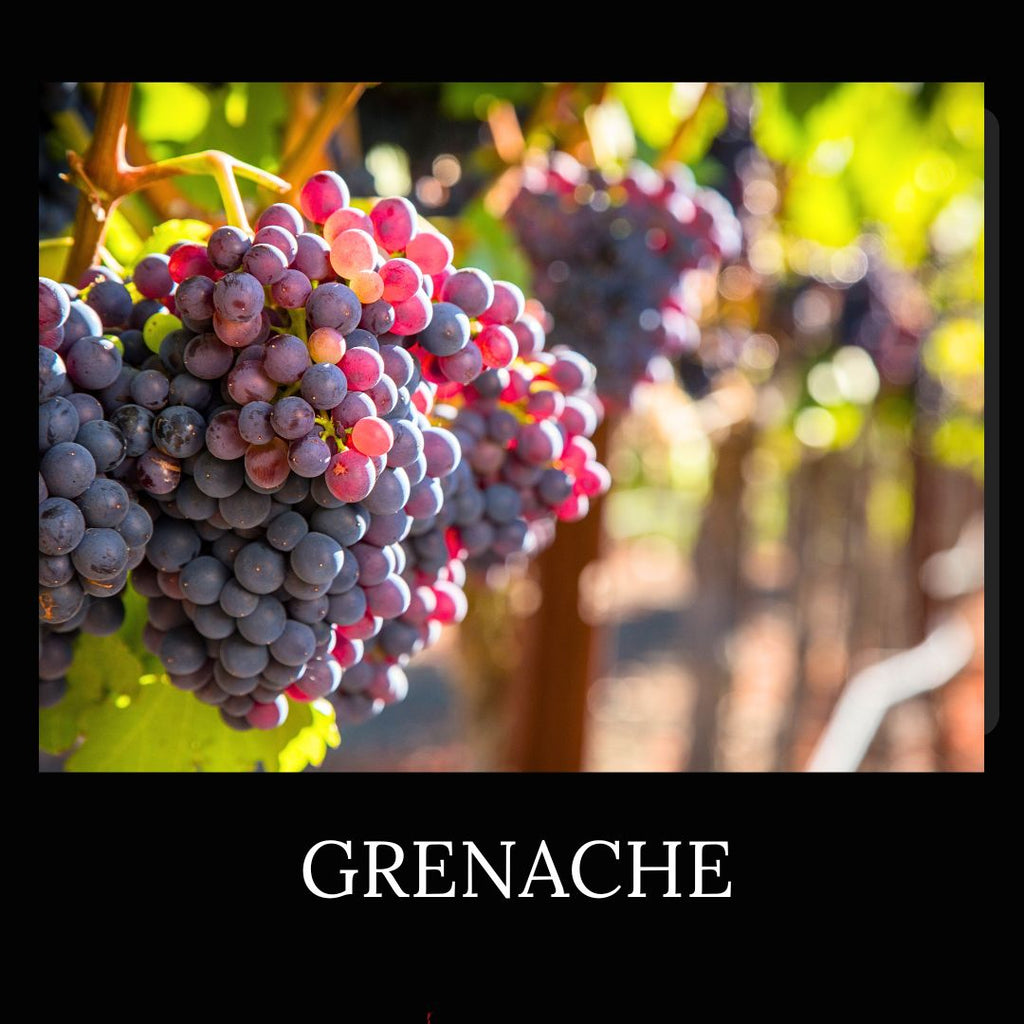 About Grenache Grape