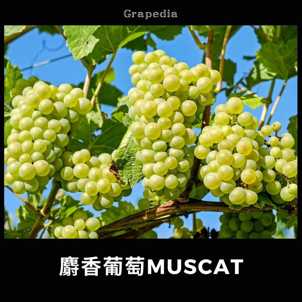 麝香葡萄 (Muscat)