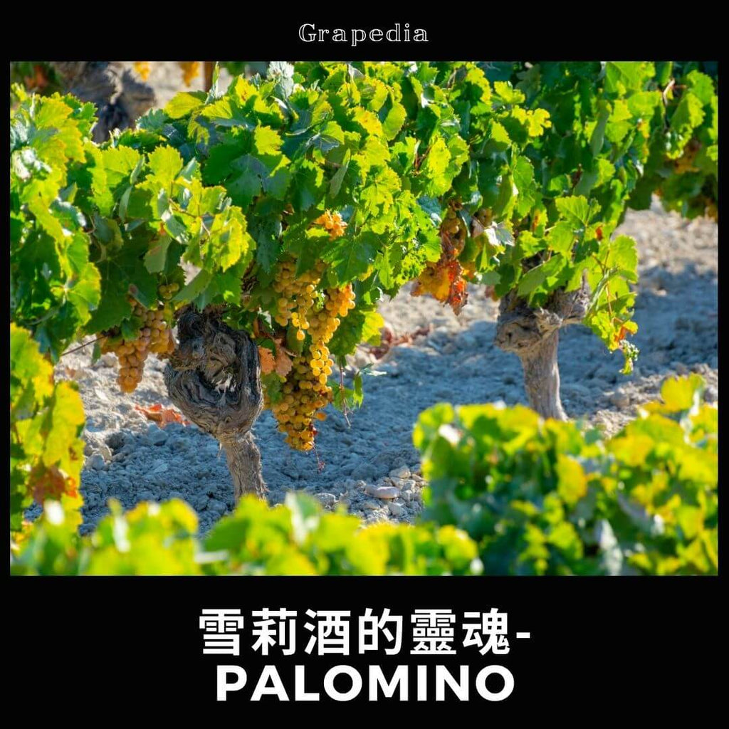 帕罗米诺 (Palomino) 葡萄