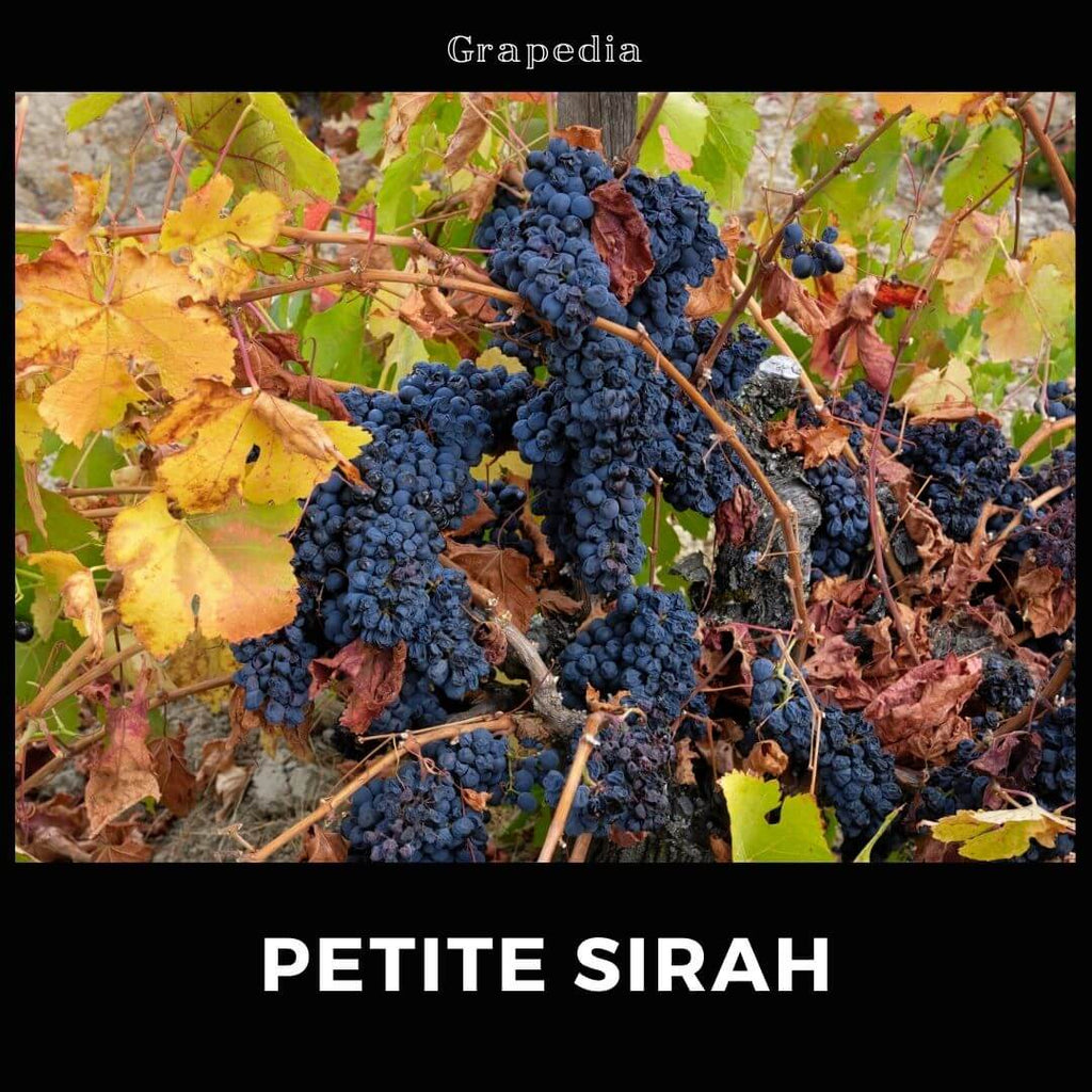 小西拉 (Petite Sirah) 葡萄