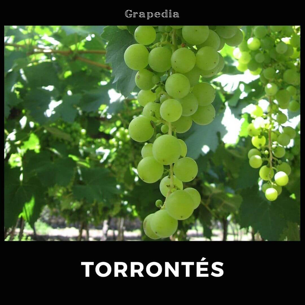 托伦特斯 (Torrontés) 葡萄