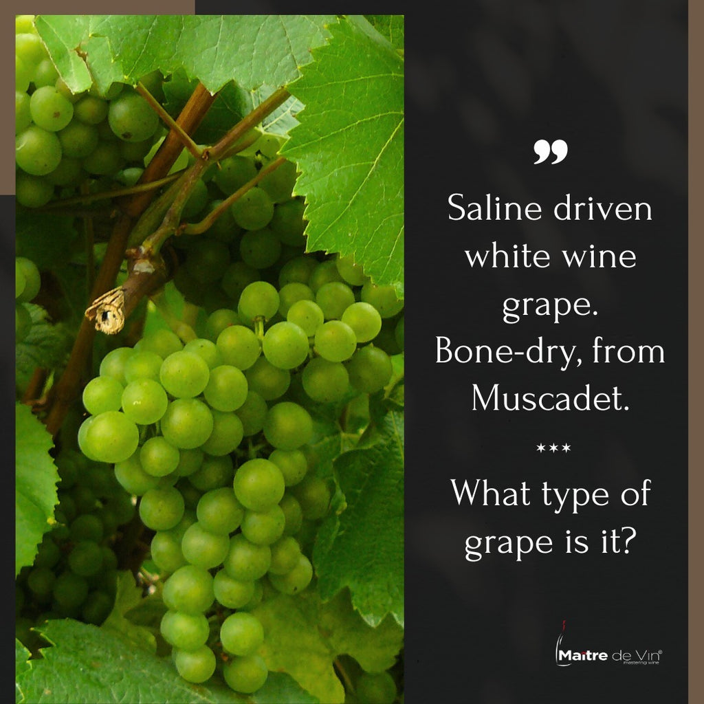 The Melon de Bourgogne Grape